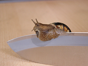 Klaus Woltron